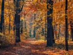 united-kingdom-ninewin.jpg